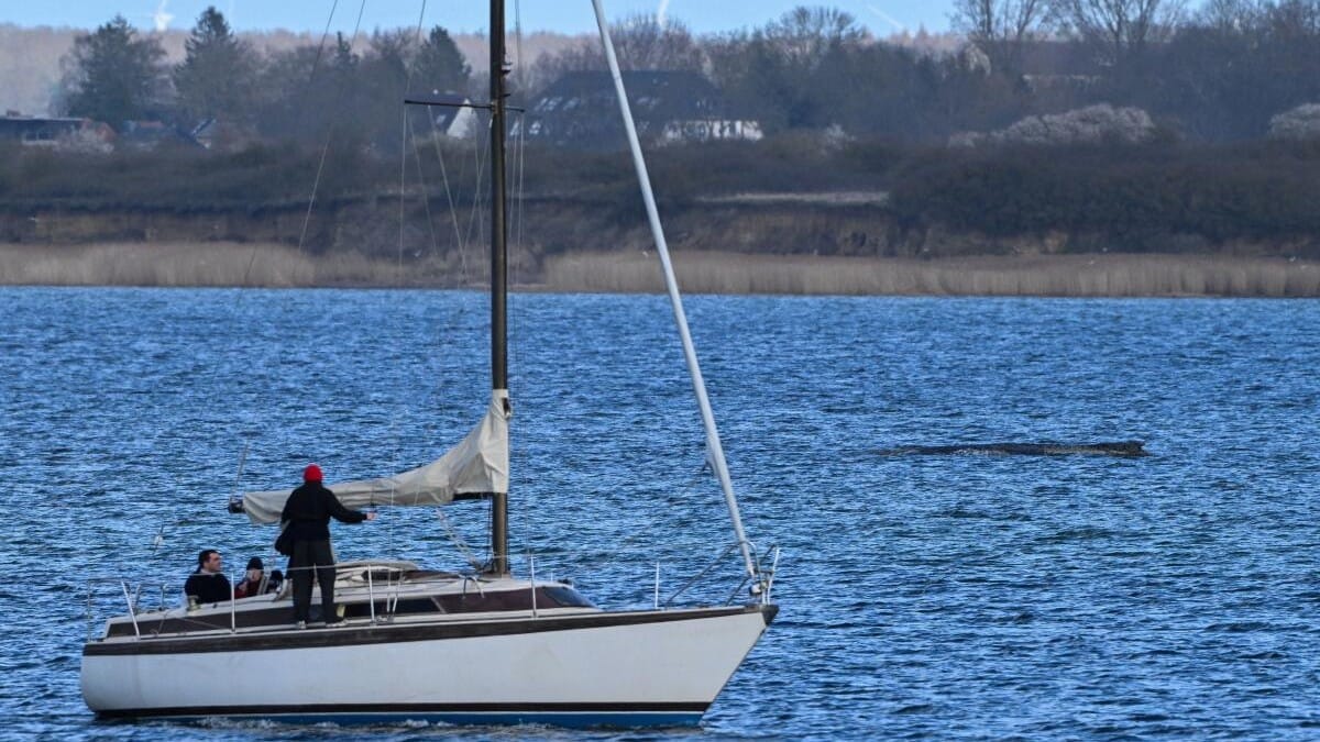 A boat sails past a humpback whale who got stuck again in the shallow waters at Wismar Bay in the Baltic Sea near Wismar, Germany.