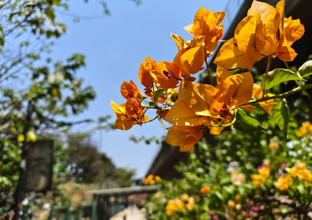 Nothing Phone (4a)'s camera sample.