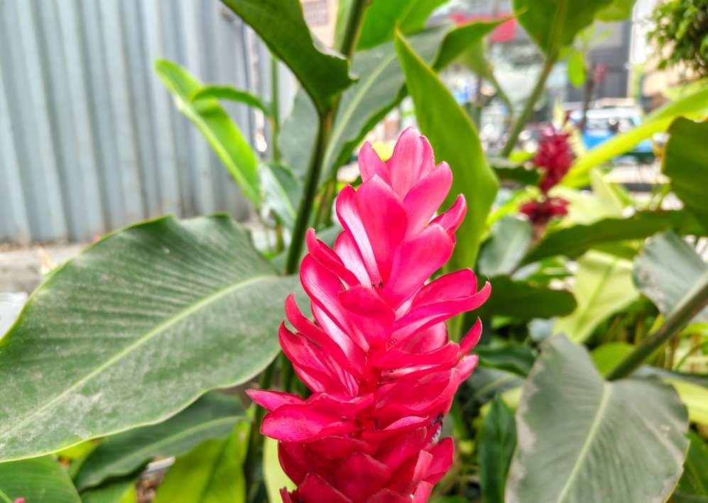 Motorola Edge 70 Fusion's camera sample.