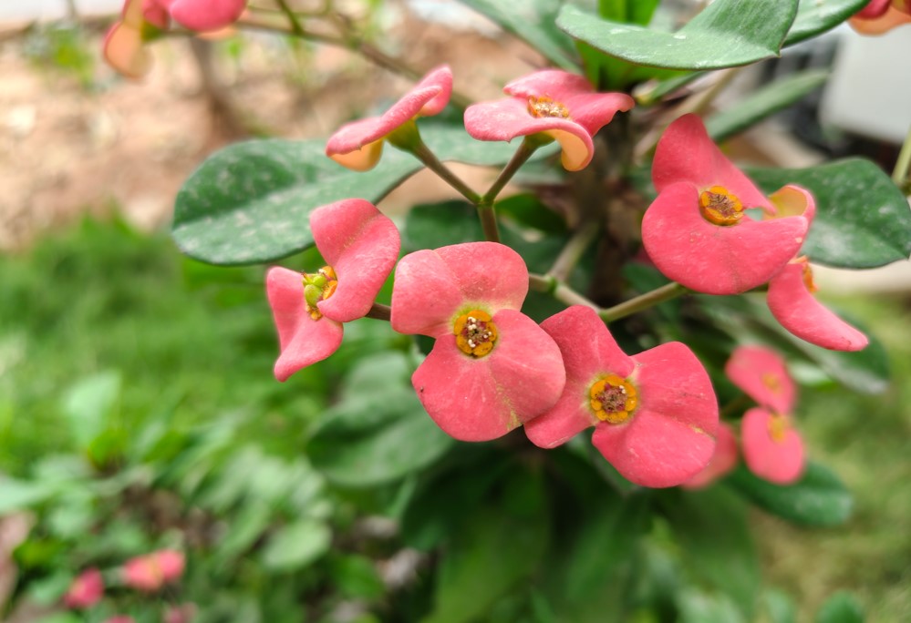 Motorola Edge 70 Fusion's camera sample.