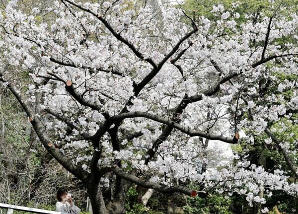 A woman takes a photo of blooming cherry blossoms in Tokyo, Japan.