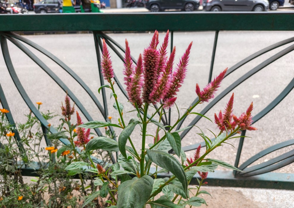 Motorola Edge 70 Fusion's camera sample.