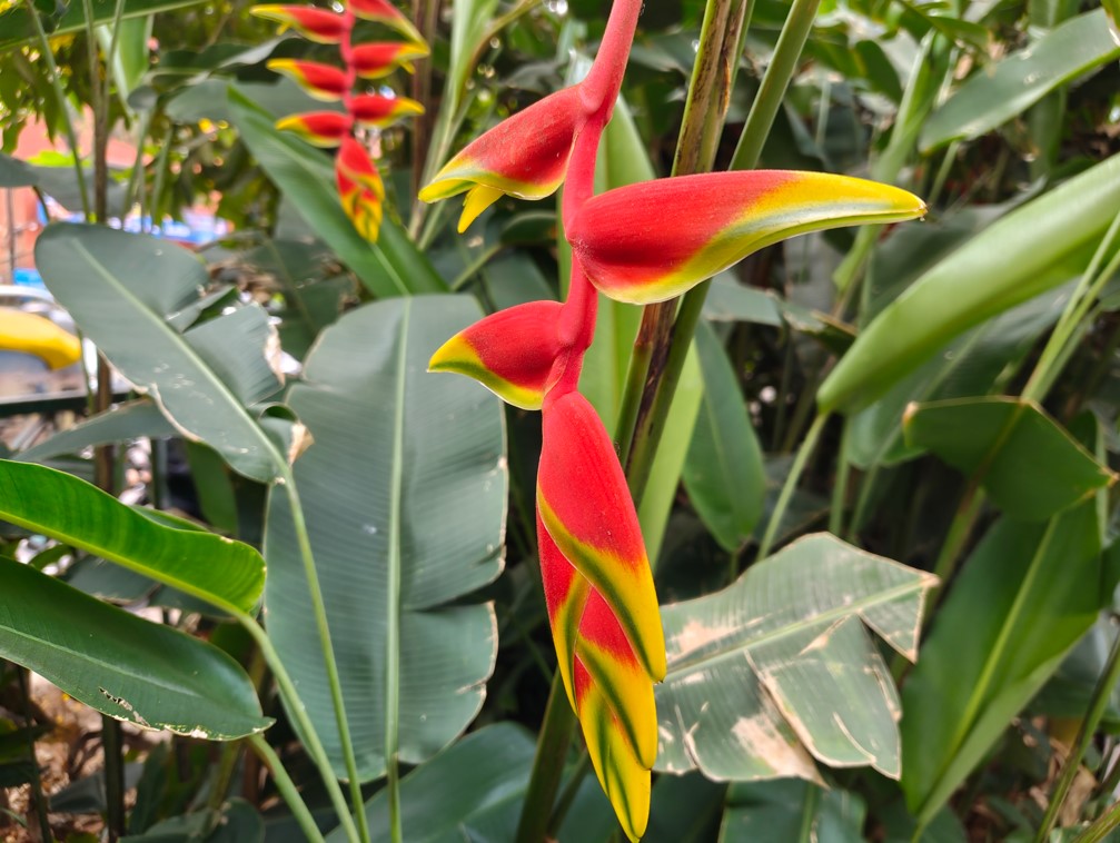 Nothing Phone (4a)'s camera sample.