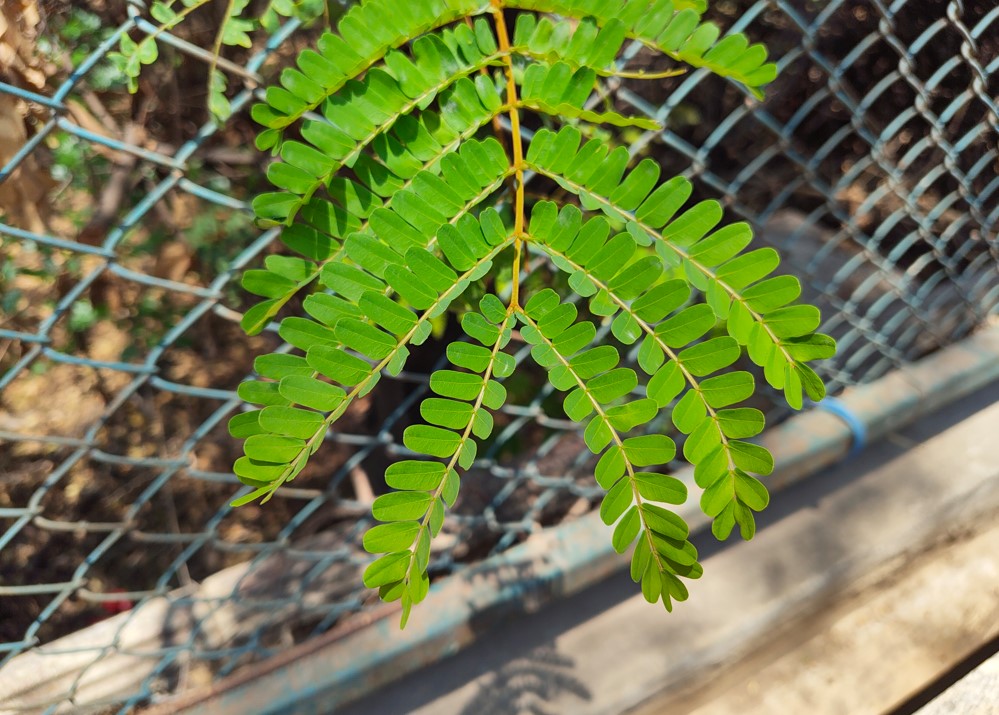 Nothing Phone (4a)'s camera sample.