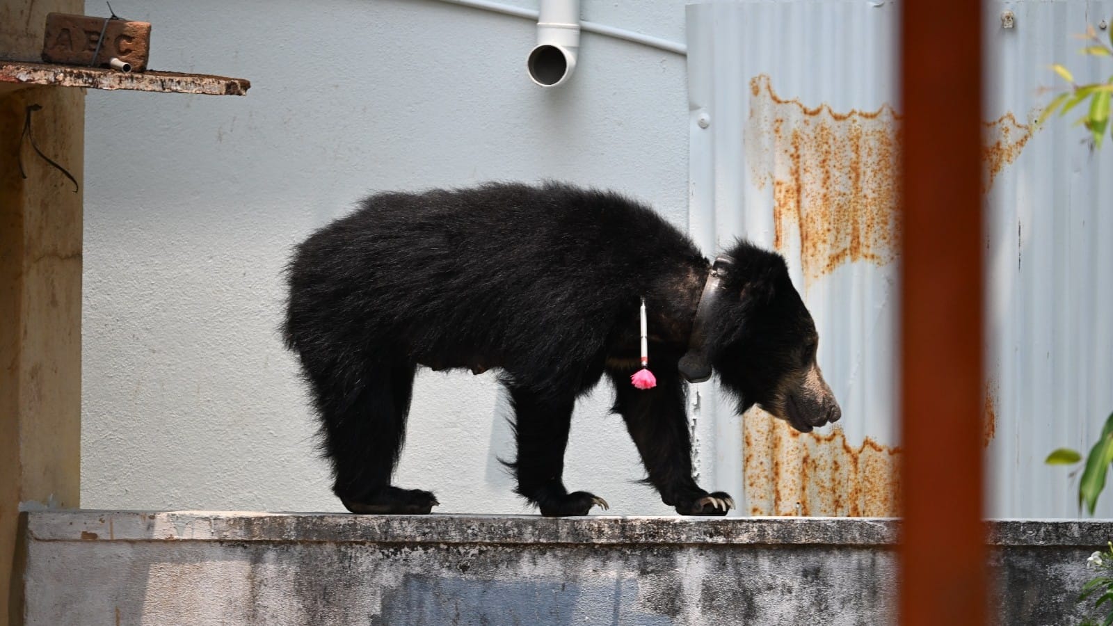 Forest department captures sloth bear with radio collar in Shivamogga's Sogane village