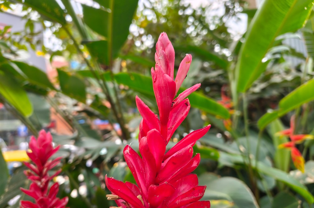 Nothing Phone (4a)'s camera sample.