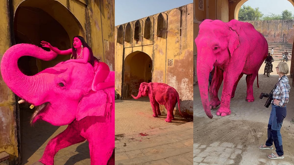 Russian Photographer Faces Backlash for Painting Jaipur Elephant Pink in Viral Video