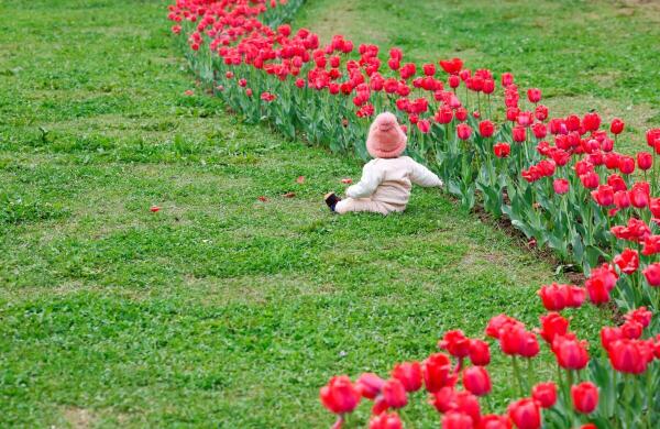 A child plays inside Kashmir's tulip garden at the foothills of the Zabarwan mountain range in Srinagar, Kashmir.
