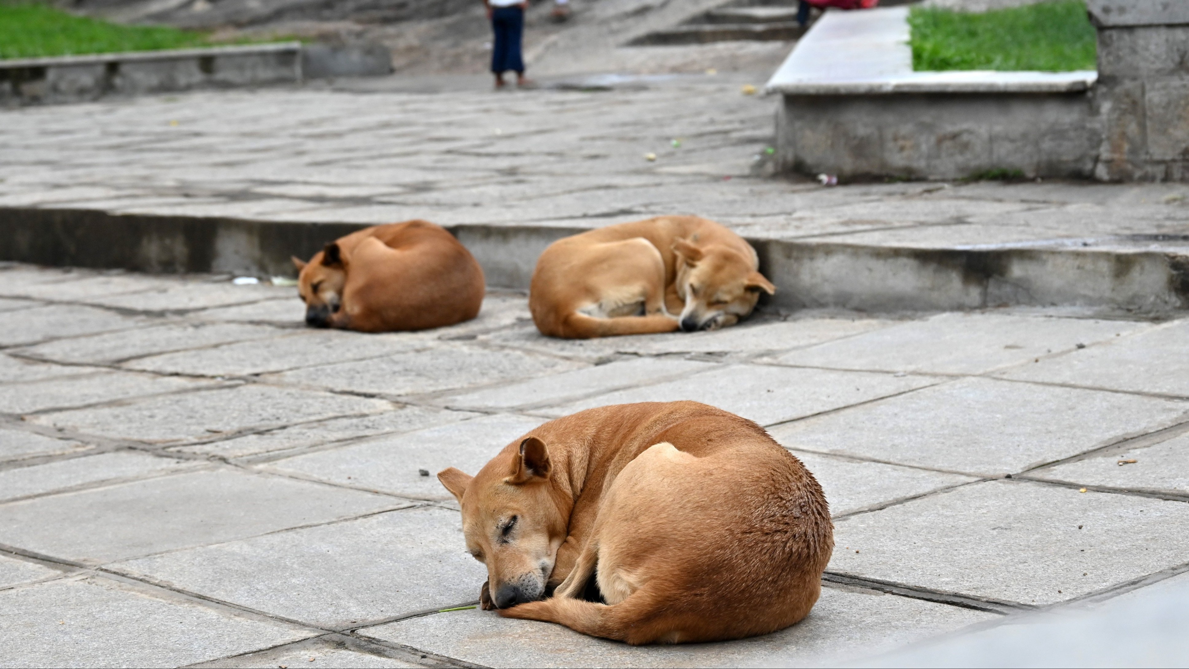 Govt taking steps to establish dog shelters in urban local bodies