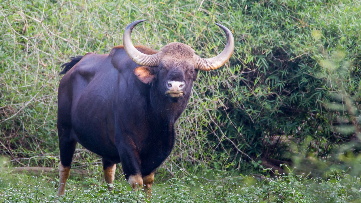 Indian Gaur runs amok in Kerala's Marayoor town, triggers panic