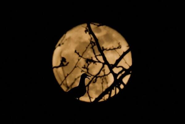 A seagull is silhouetted against a full moon in Istanbul, Turkey.