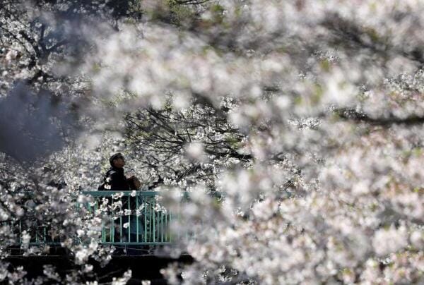 Visitors watch cherry blossoms in the end of their peak blooming season on a bridge in Tokyo, Japan.