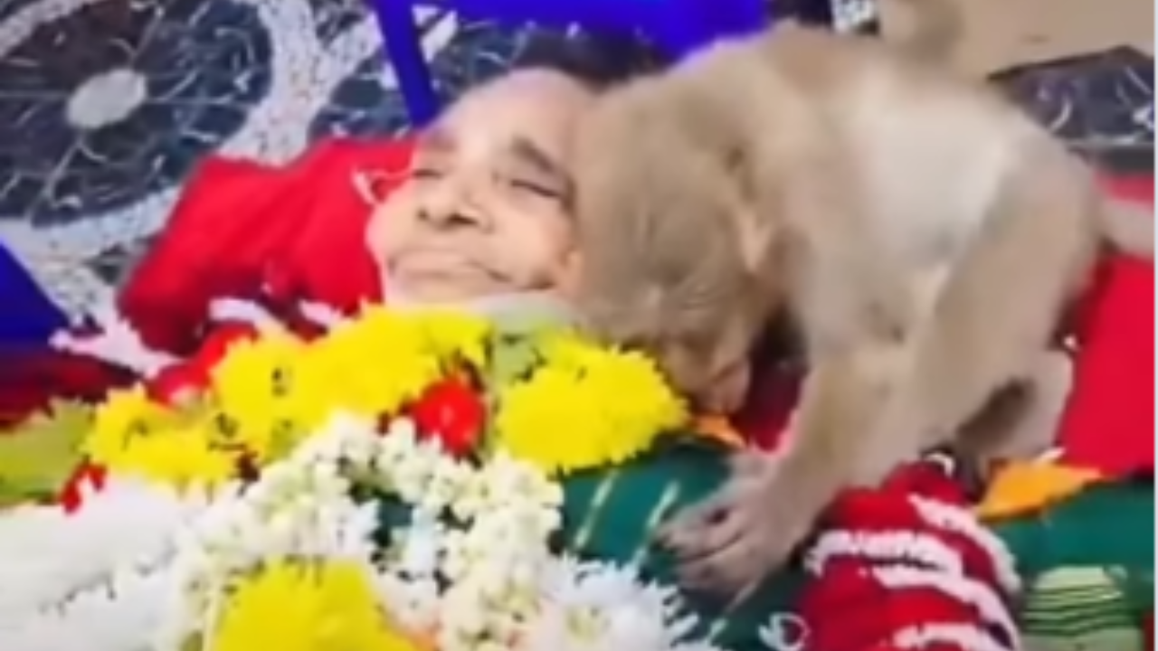 Monkey sits near Bengaluru woman's lifeless body during funeral; viral video leaves netizens in tears