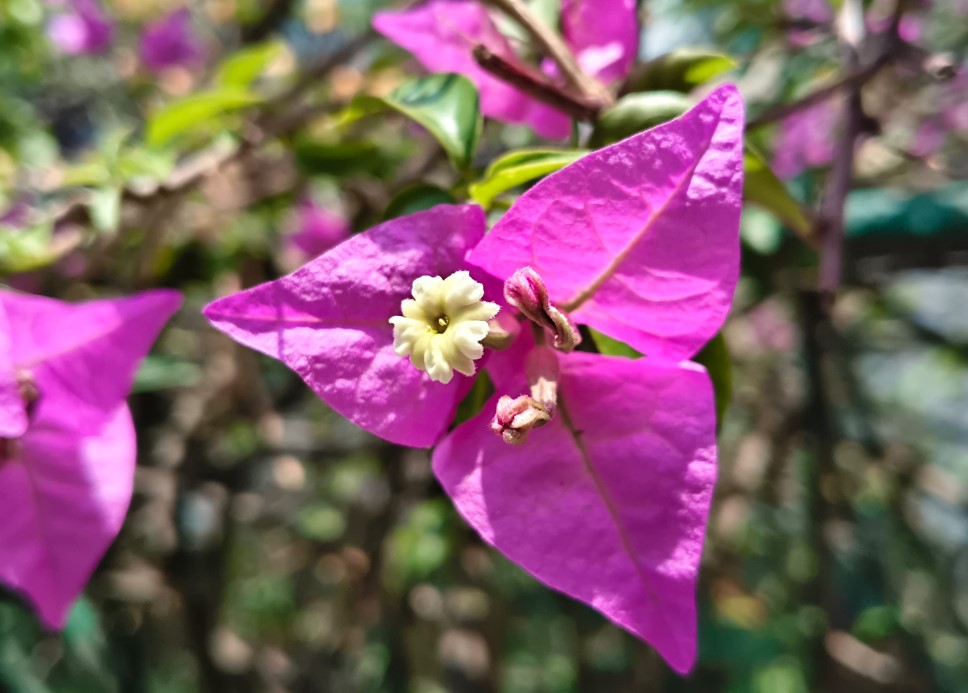iQOO Z11x's camera sample.