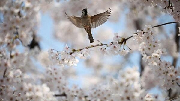 Global Photo Roundup: From Gaza Displacement to Tokyo's Cherry Blossoms