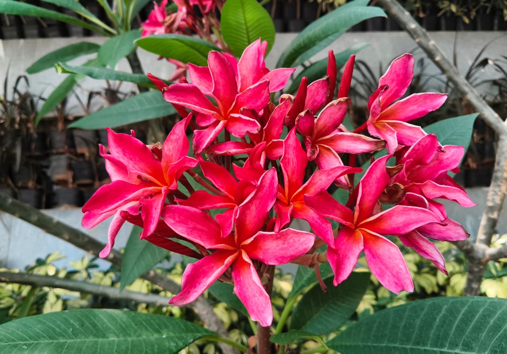 iQOO Z11x's camera sample.