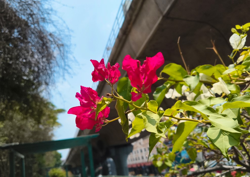 iQOO Z11x's camera sample.