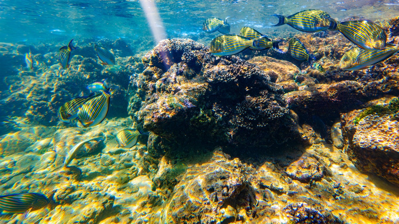73% of world's marine protected areas polluted by sewage: Study 