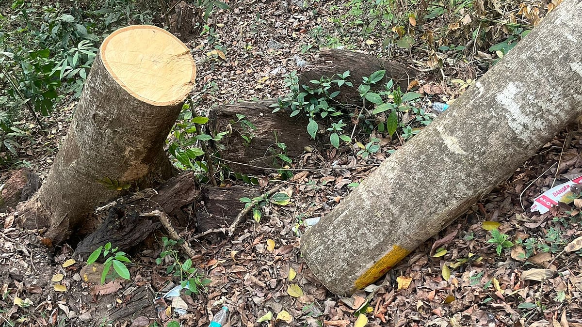 Greens question highway work in elephant corridor in Dakshina Kannada