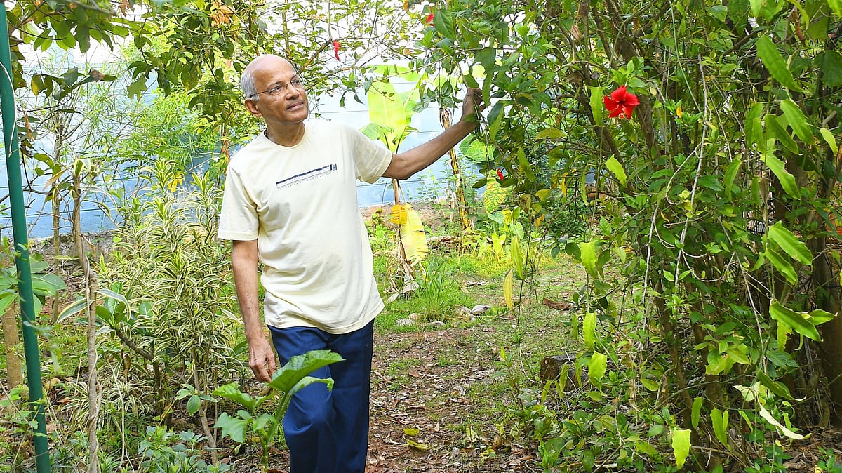 Hornbills Discover a Mini Jungle: A Personal Conservation Story