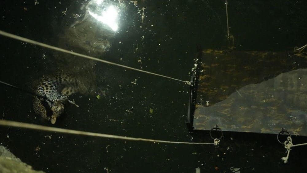 Leopard during rescue operation. 