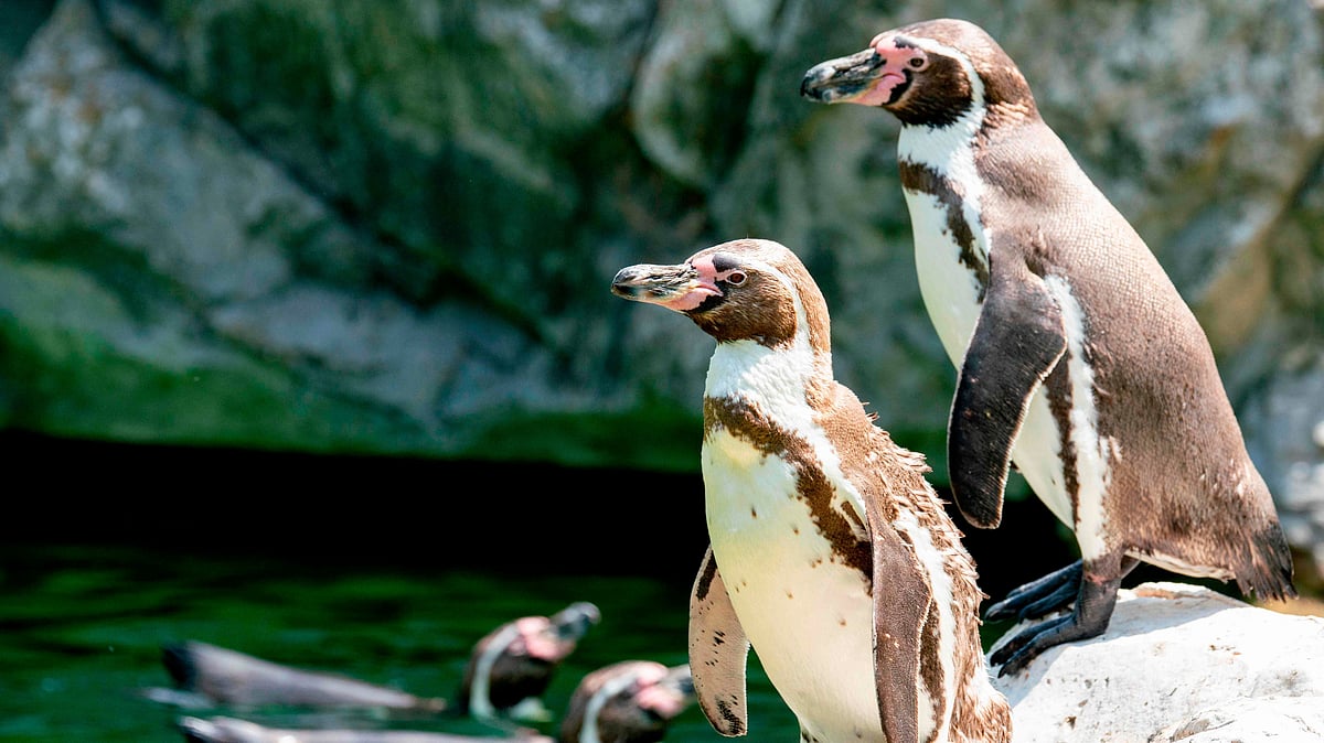 Bird divorce a bad news, here’s why