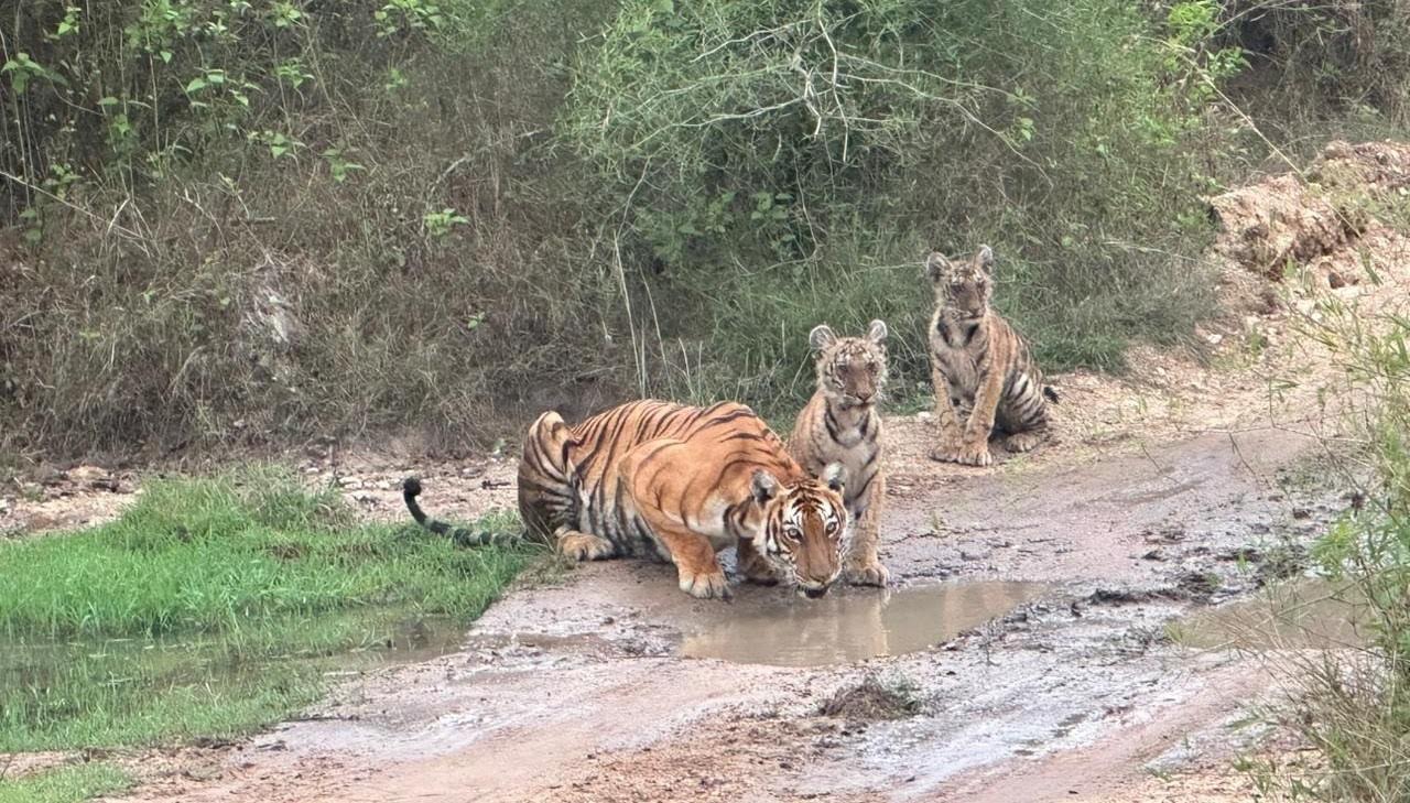Tigress, cubs spotted in Karnataka's Bandipur; safari-goers delighted