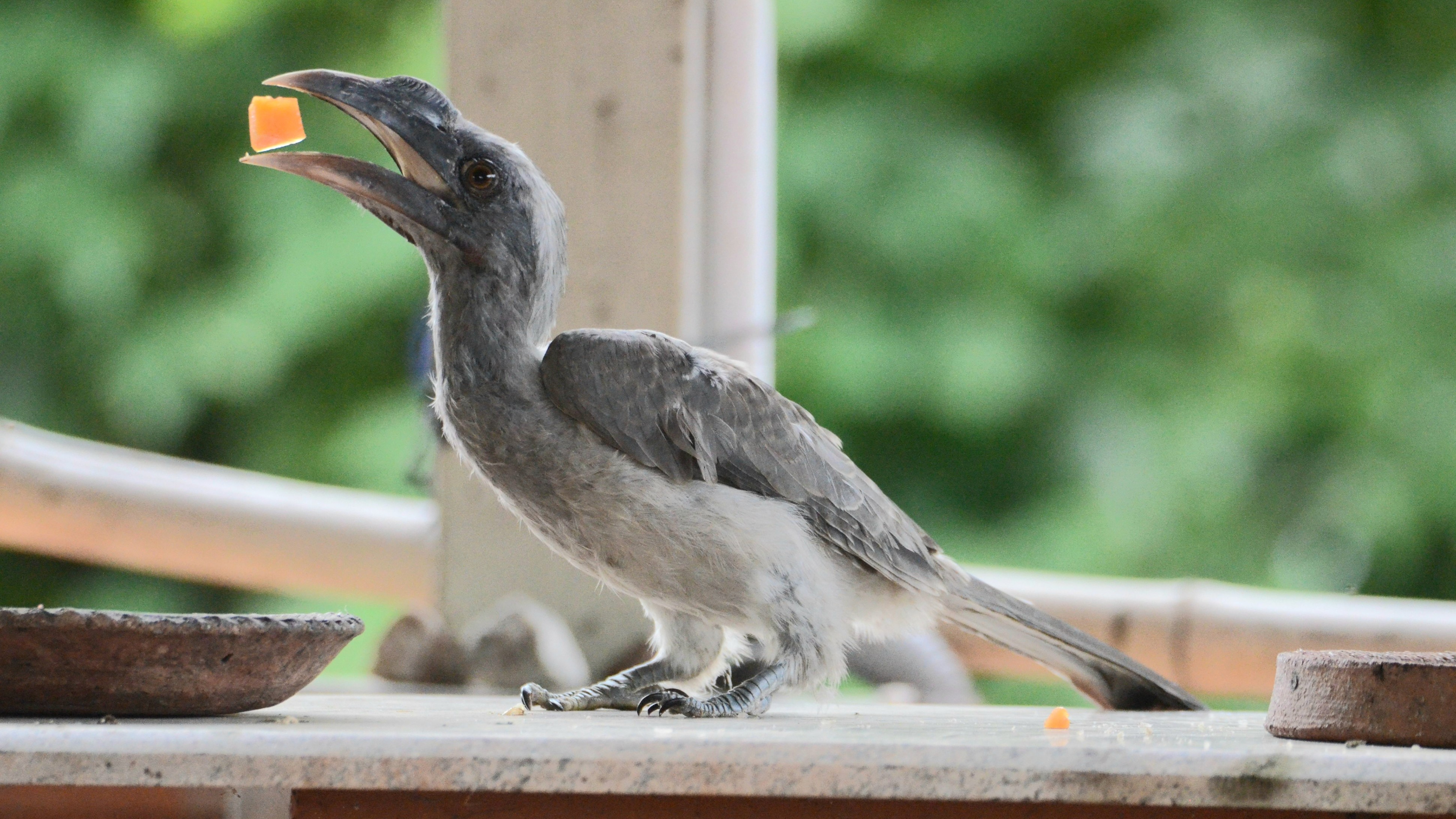 The Saturday Story | When hornbills found my mini jungle