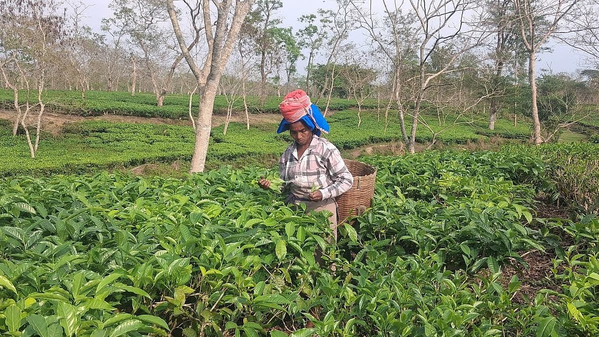 Assam 2026 Elections: Land, Cash, or Tribal Status to Decide Tea Garden Votes