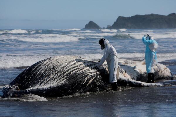 Members of Chile's National Fisheries and Aquaculture Service (Sernapesca) collect samples to determine the cause of death of a juvenile humpback whale stranded on Cucao Beach, Chiloe Island, Chile.