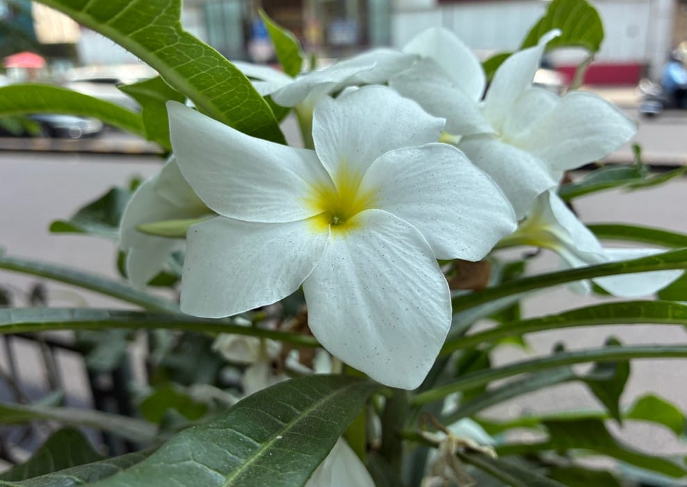 Apple iPhone 17e's camera sample.