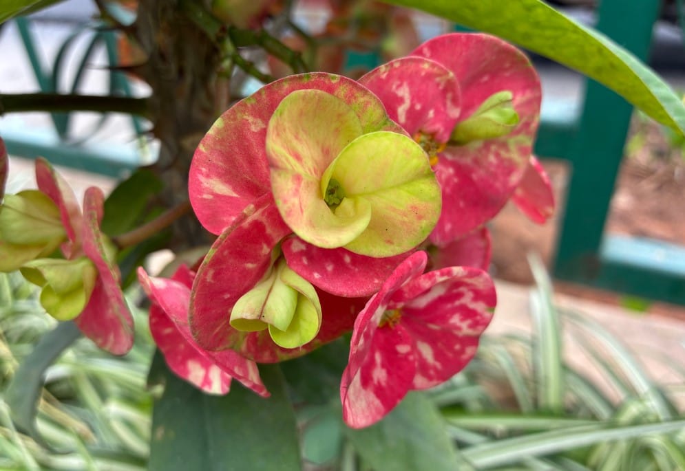 Apple iPhone 17e's camera sample.