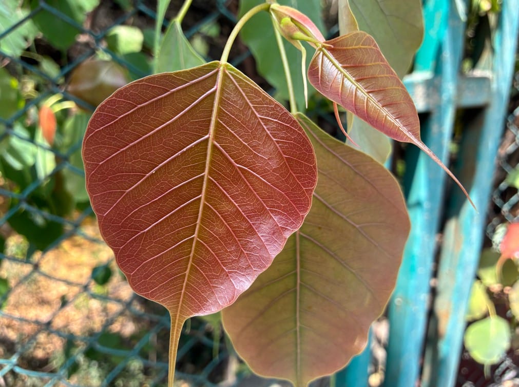 Apple iPhone 17e's camera sample.