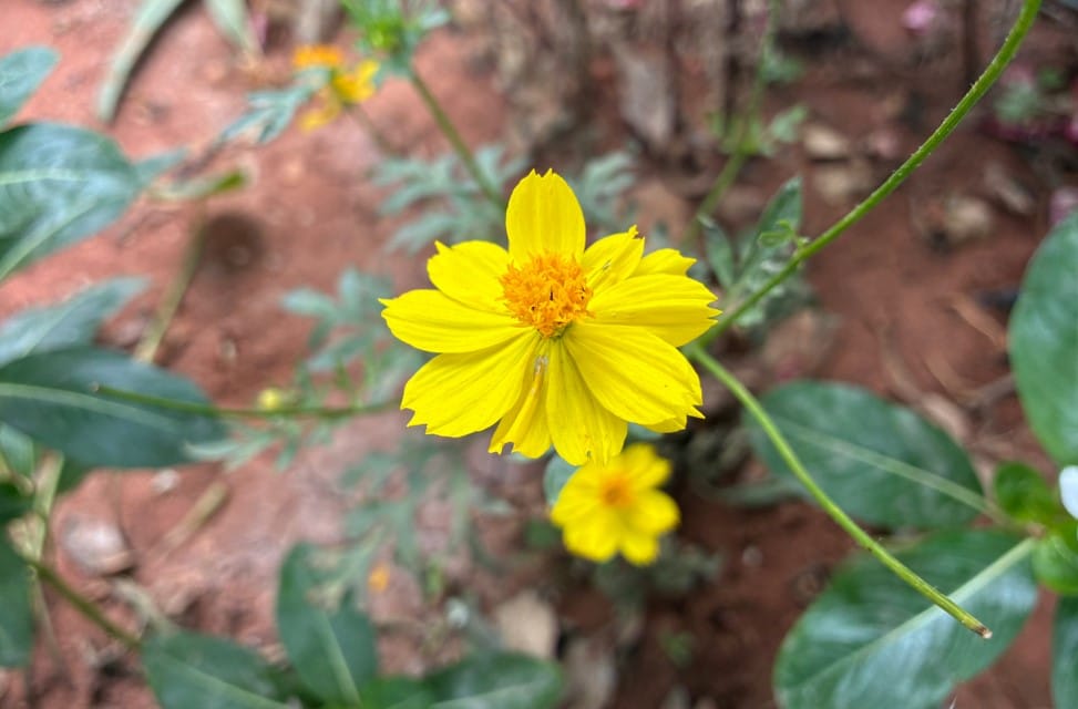 Apple iPhone 17e's camera sample.