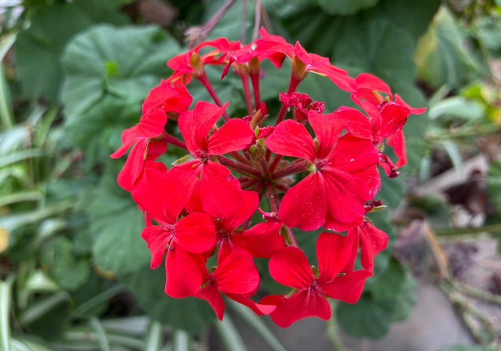 Apple iPhone 17e's camera sample.