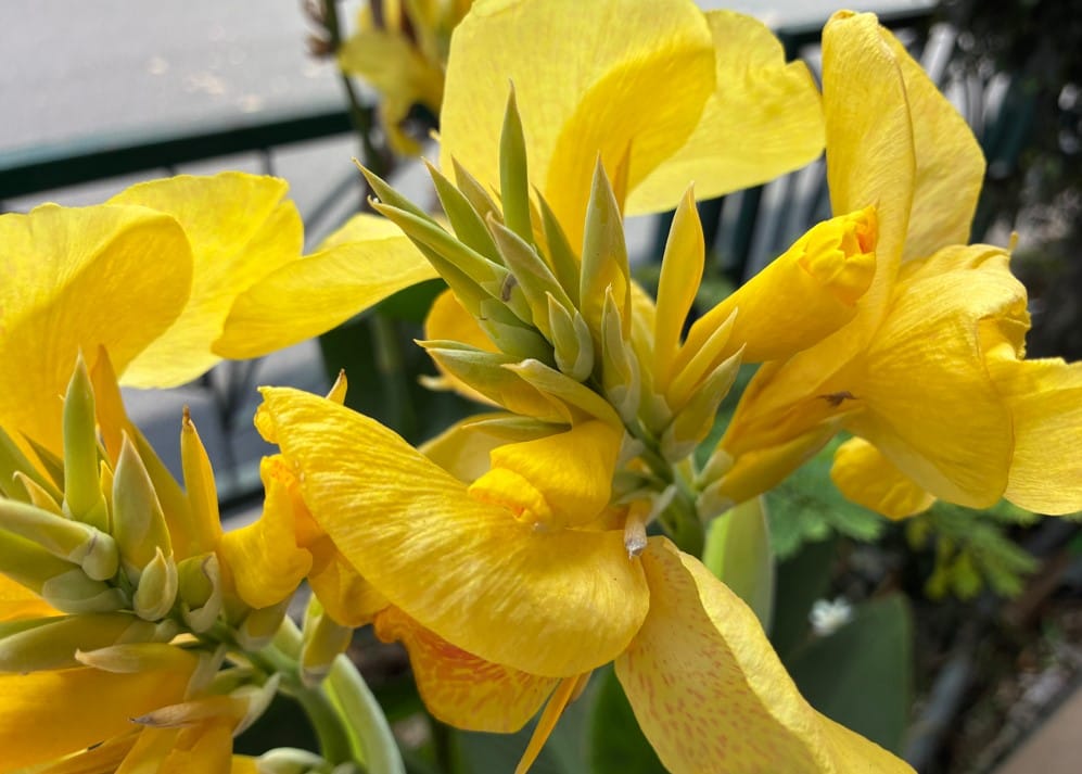 Apple iPhone 17e's camera sample.