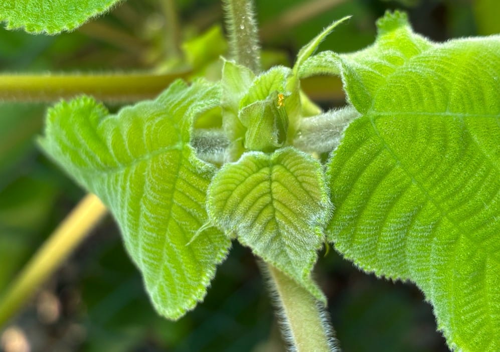 Apple iPhone 17e's camera sample.