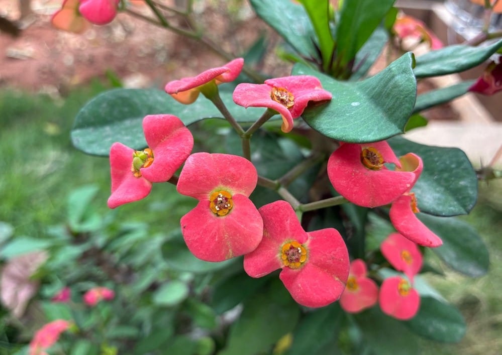 Apple iPhone 17e's camera sample.