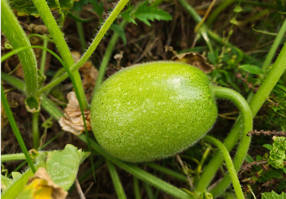 Xiaomi 17's camera sample.