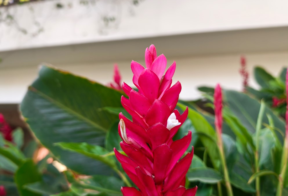 Xiaomi 17's camera sample.