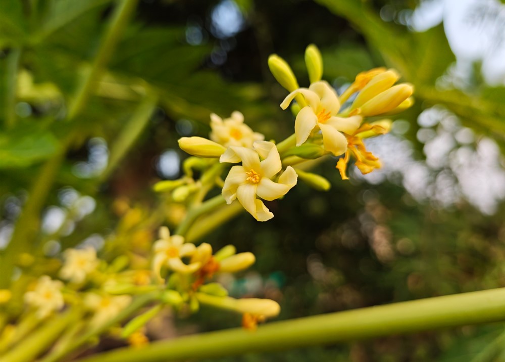 Xiaomi 17's camera sample.