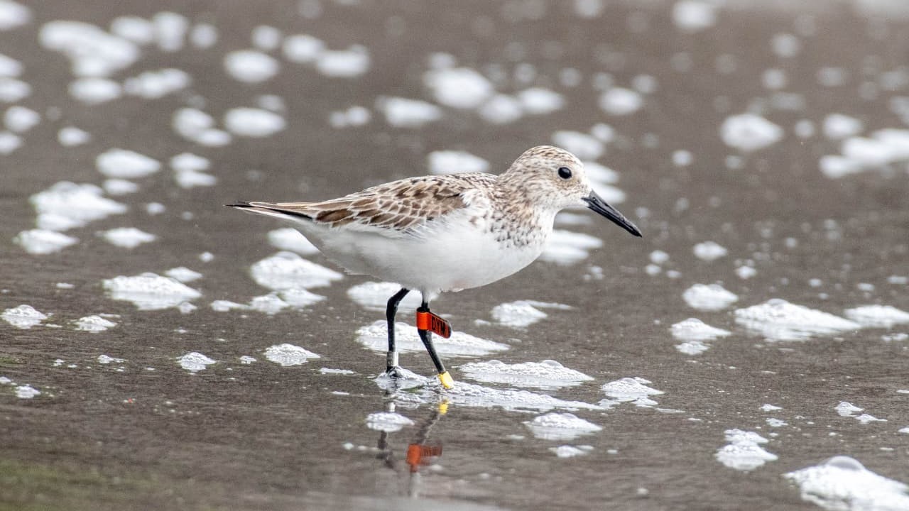 Andaman birder cop finds tagged migratory bird, identified by Mumbai expert
