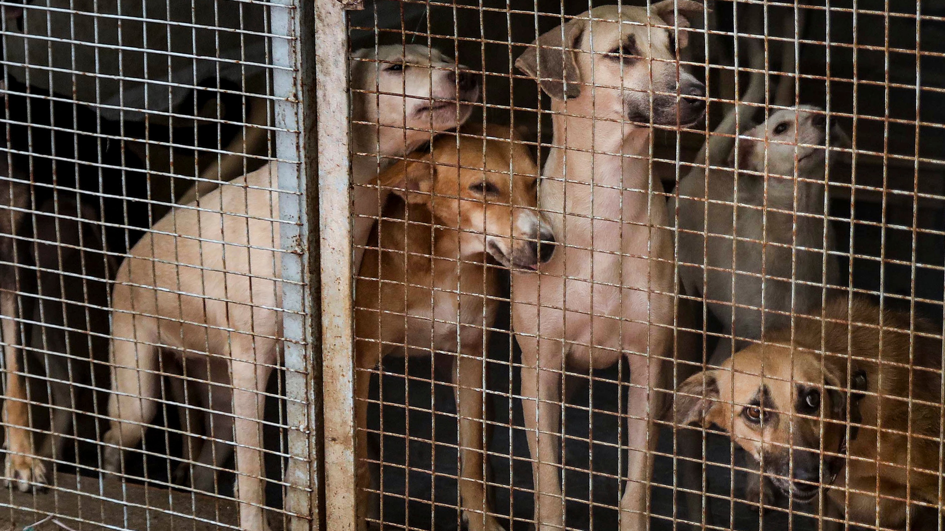 Gas shortage: Rescue centres unable to feed animals