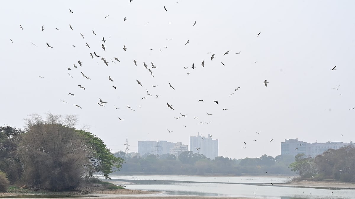Bengaluru's Lakes: 95% Sewage, 5% Rainwater, Study Reveals Alarming Pollution