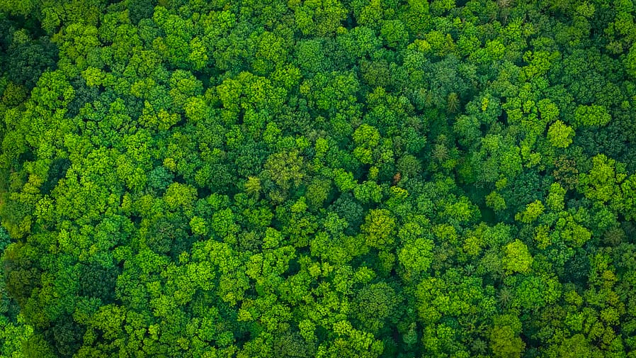 Panel nod for revised Karnataka's Saundatti power project; 64k trees face axe