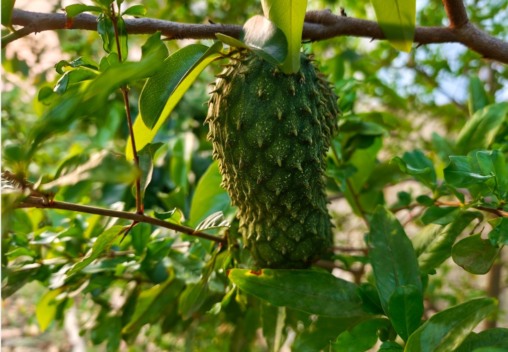 Xiaomi 17's camera sample.