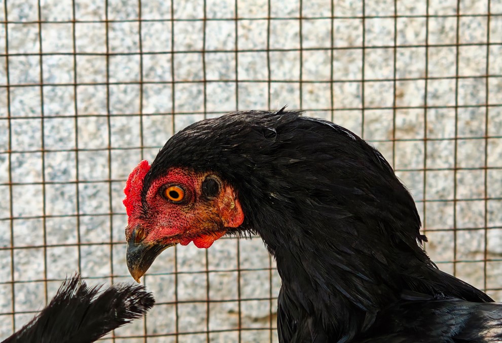 Xiaomi 17's camera sample.