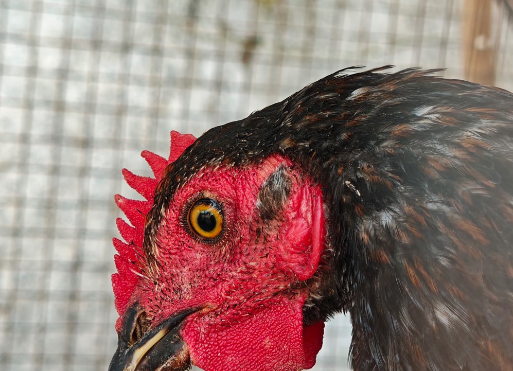 Xiaomi 17's camera sample.