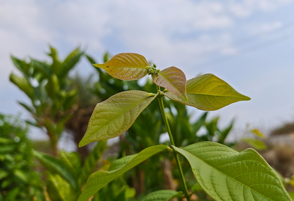 Xiaomi 17's camera sample.