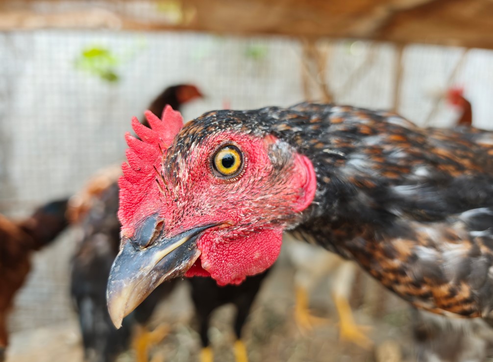 Xiaomi 17's camera sample.